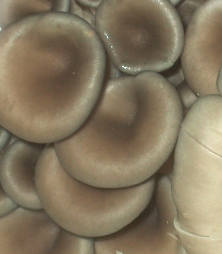 mushroom3b1